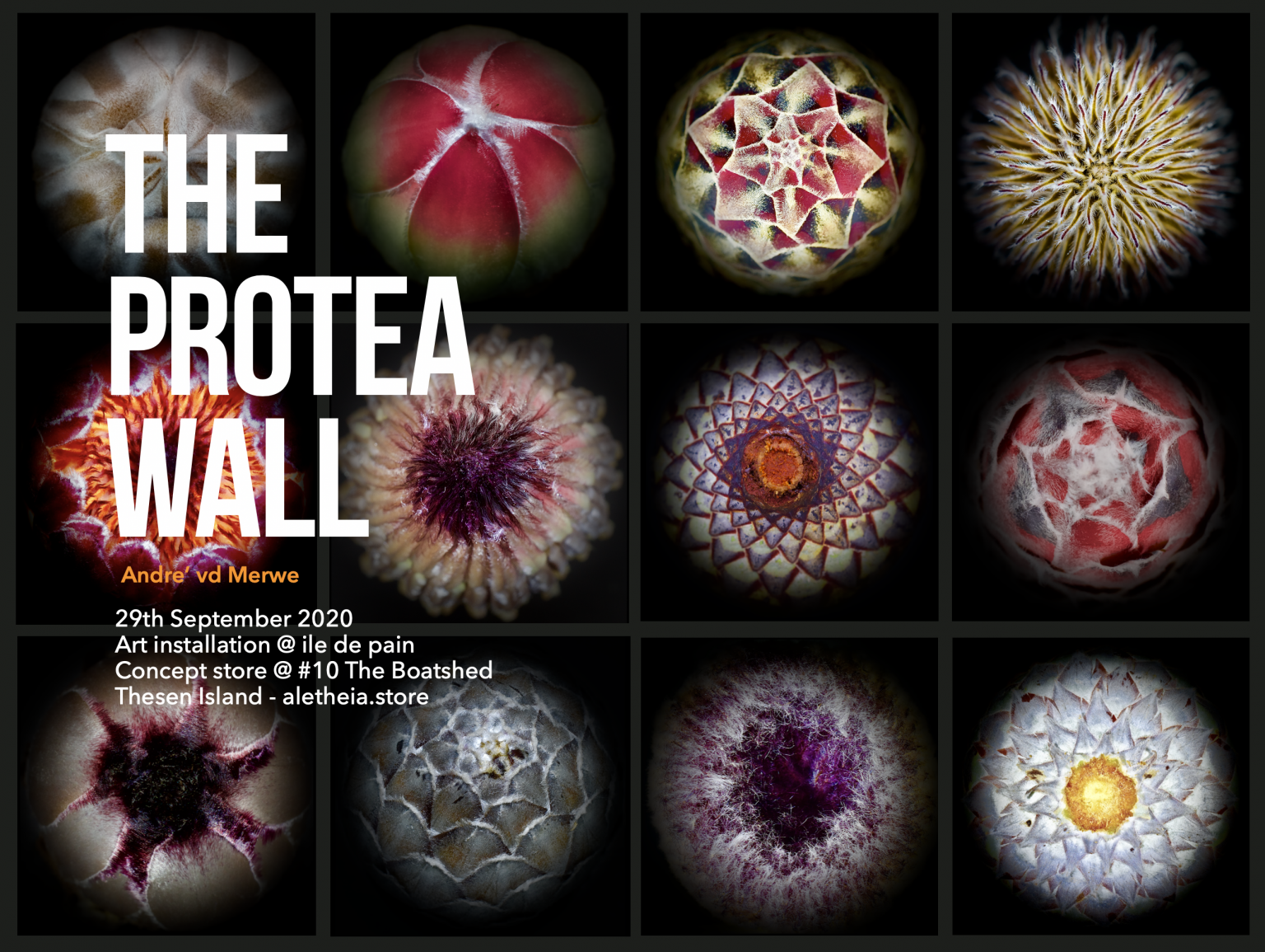 The Protea Wall